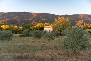 Cabanon et oliviers ©luberonsudtourisme